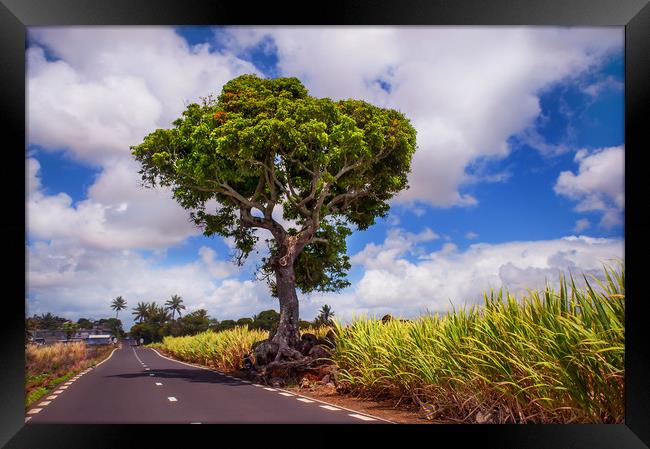 Road in Mauritius  Framed Print by Jenny Rainbow