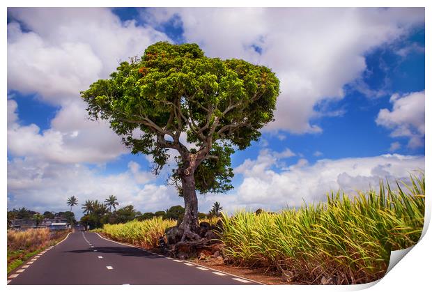 Road in Mauritius  Print by Jenny Rainbow