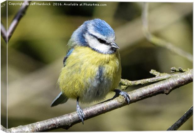 Blue tit with eyes closed Canvas Print by Jeff Hardwick
