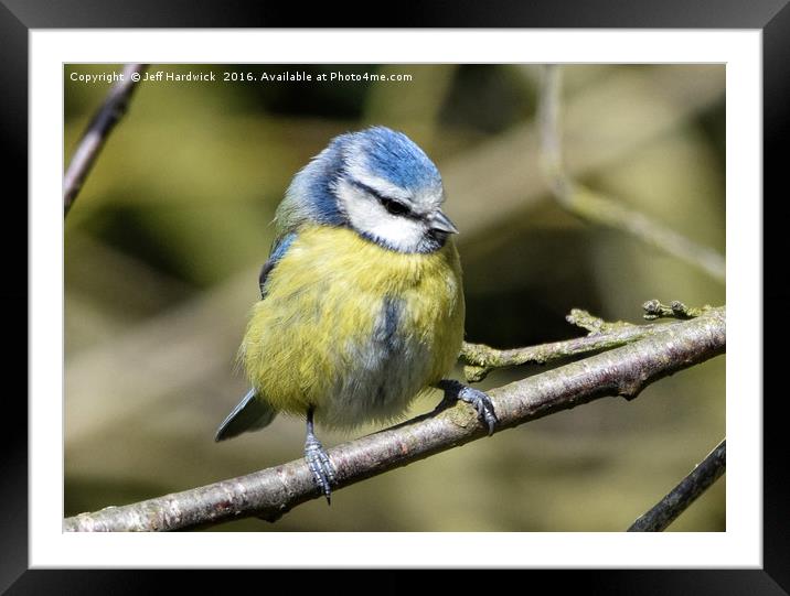 Blue tit with eyes closed Framed Mounted Print by Jeff Hardwick