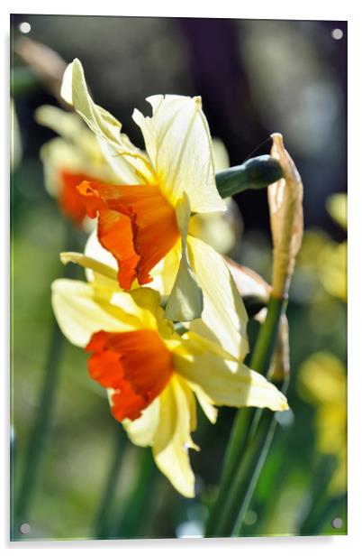 Light through the Springtime Daffodils Acrylic by Gary Kenyon
