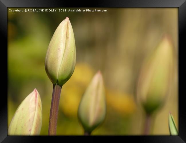 "TULIP TIME" Framed Print by ROS RIDLEY