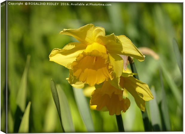 "DAFFODILS AT THORPE PERROW" Canvas Print by ROS RIDLEY