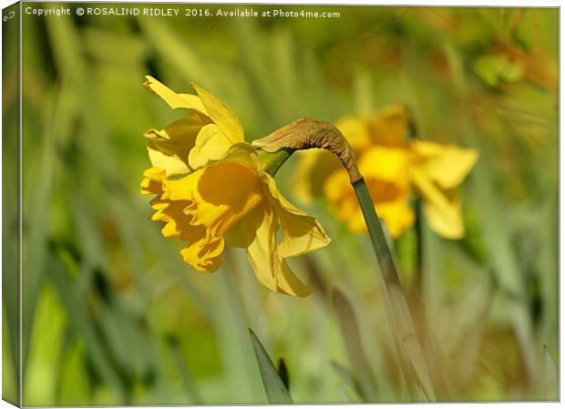 "DAFFODILS AT THORPE PERROW 2 " Canvas Print by ROS RIDLEY
