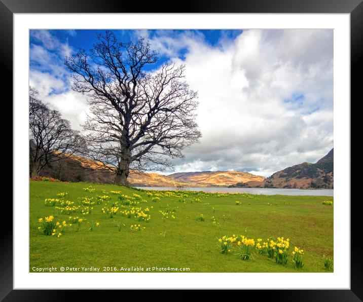 Ullswater Daffodils Framed Mounted Print by Peter Yardley