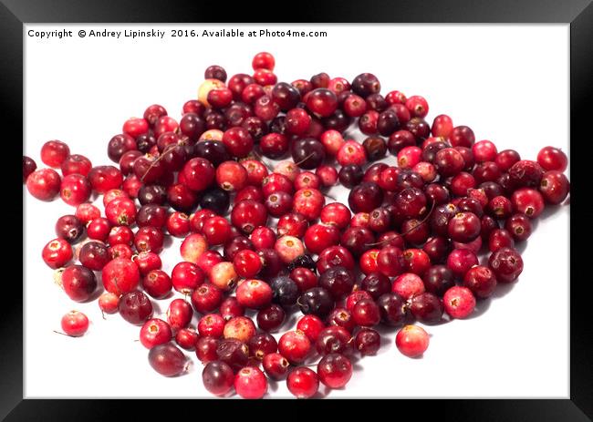 cranberries, berries Framed Print by Andrey Lipinskiy