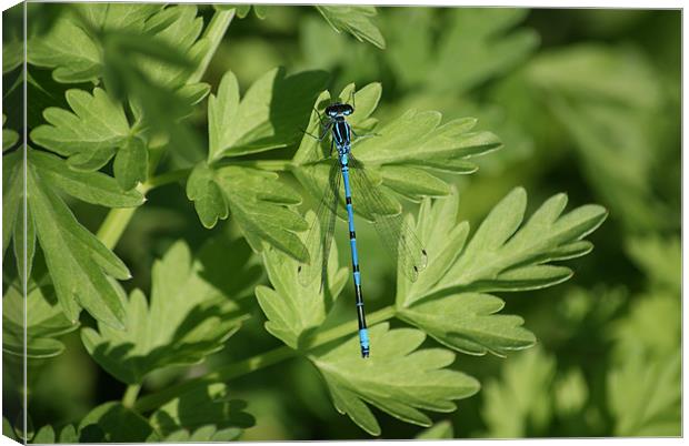 Common Blue Damselfly Canvas Print by Steve Strong