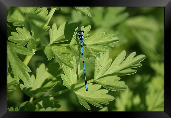 Common Blue Damselfly Framed Print by Steve Strong