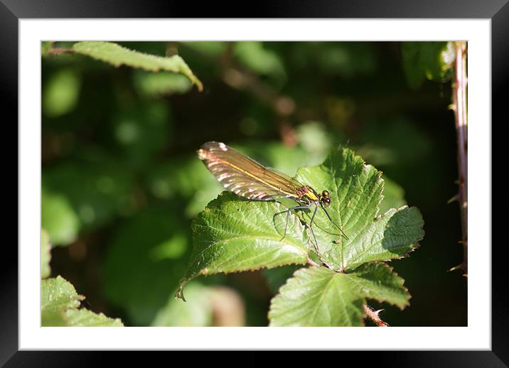 Common Blue Damselfly (Female) Framed Mounted Print by Steve Strong