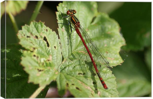 Large Red Damselfly Canvas Print by Steve Strong