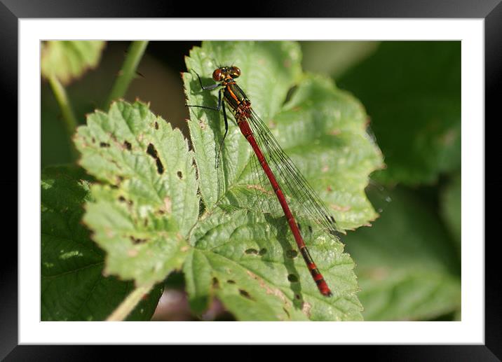 Large Red Damselfly Framed Mounted Print by Steve Strong