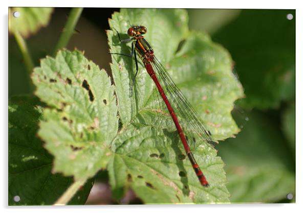 Large Red Damselfly Acrylic by Steve Strong