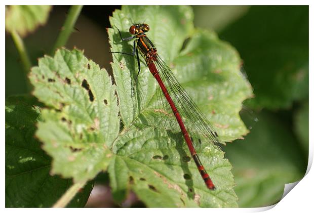 Large Red Damselfly Print by Steve Strong