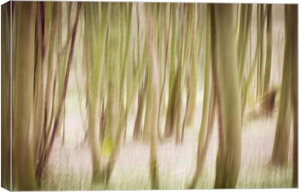 Woodlands Abstract Canvas Print by M Meadley