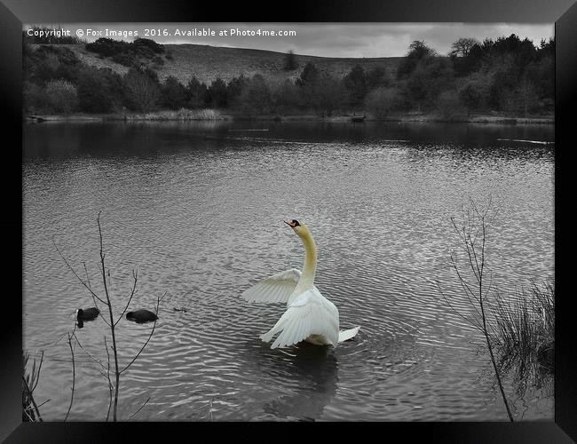 A mute swan  Framed Print by Derrick Fox Lomax