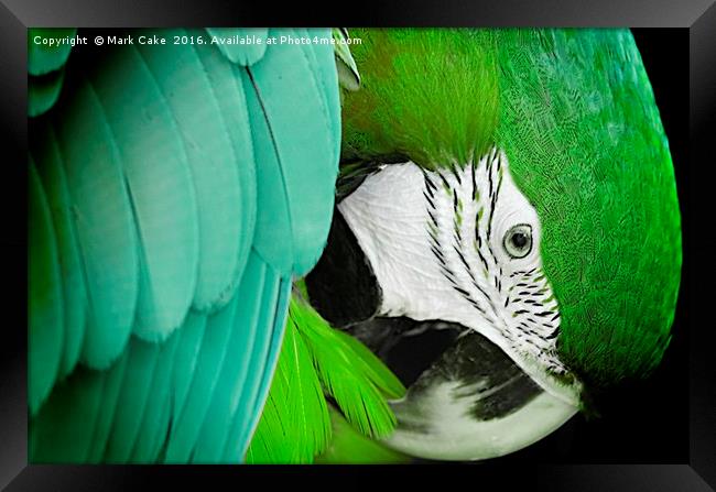 Green macaw Framed Print by Mark Cake