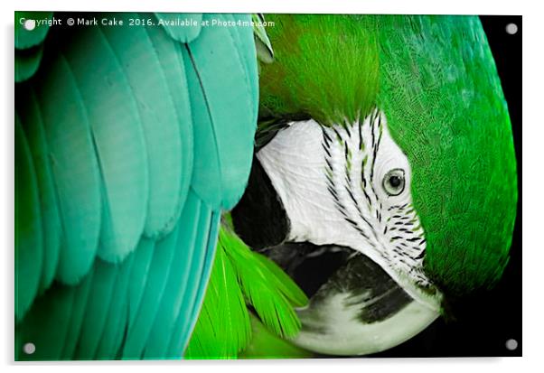 Green macaw Acrylic by Mark Cake