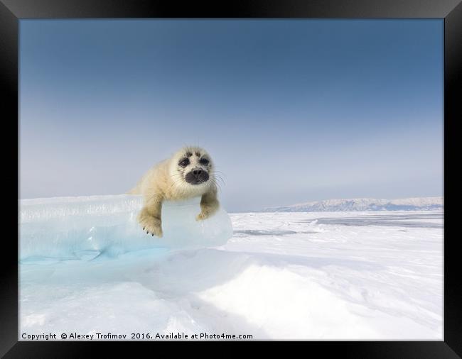 Baikalian seal puppy. Curiosity Framed Print by Alexey Trofimov
