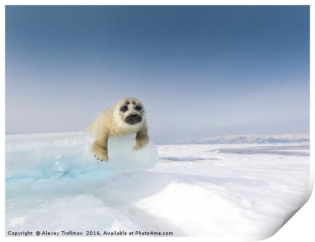 Baikalian seal puppy. Curiosity Print by Alexey Trofimov