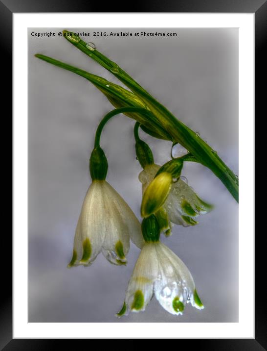 snowdrops Framed Mounted Print by sue davies