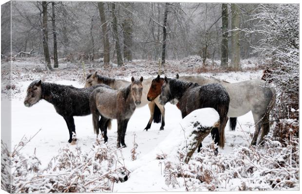 New Forest Ponies  in a Snowstorm Canvas Print by Bob Barnes