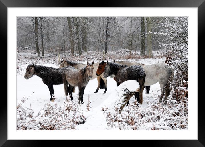 New Forest Ponies  in a Snowstorm Framed Mounted Print by Bob Barnes