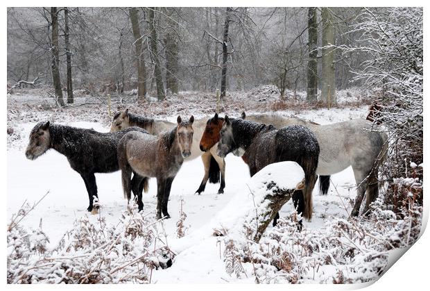 New Forest Ponies  in a Snowstorm Print by Bob Barnes