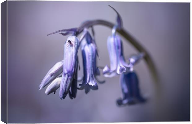 Bluebell Canvas Print by Ian Hufton