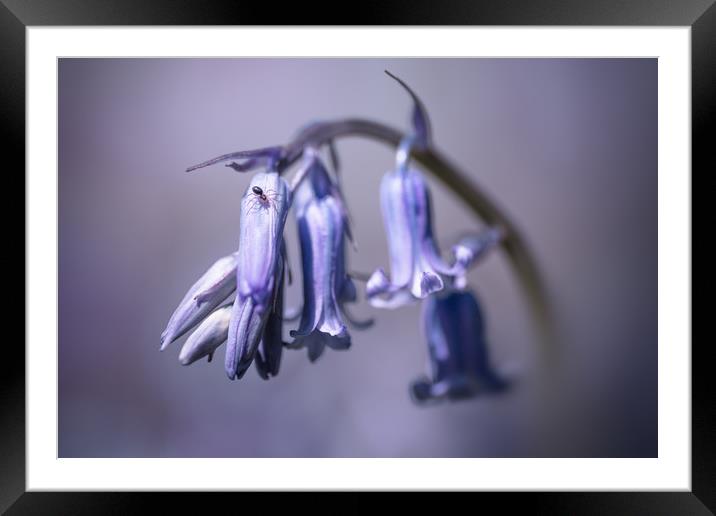 Bluebell Framed Mounted Print by Ian Hufton
