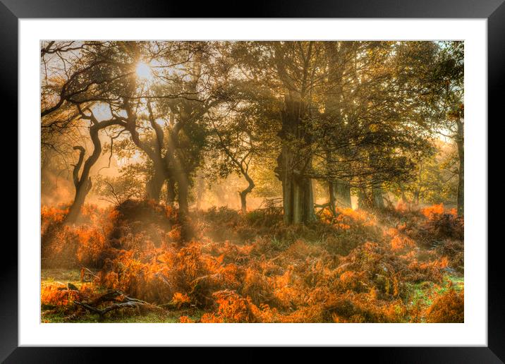 Sunrays in Autumn Framed Mounted Print by Bob Barnes