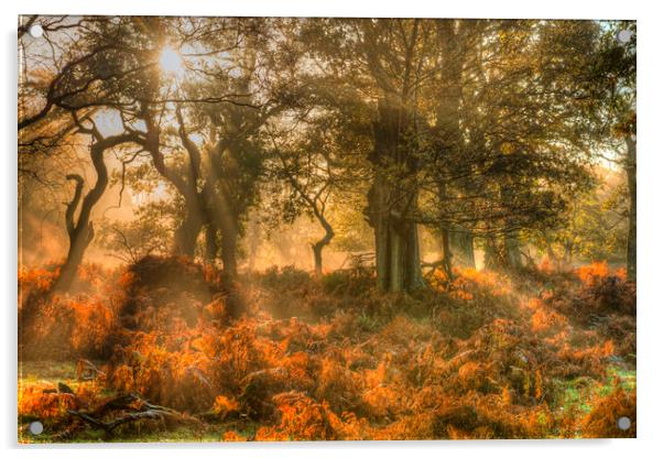 Sunrays in Autumn Acrylic by Bob Barnes