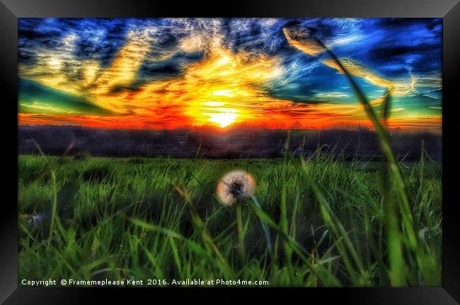 Lonesome Lion . Dandelion  Framed Print by Framemeplease UK