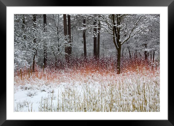 Colour in the Snow Framed Mounted Print by Bob Barnes