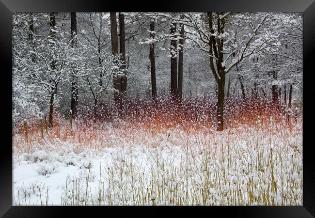 Colour in the Snow Framed Print by Bob Barnes