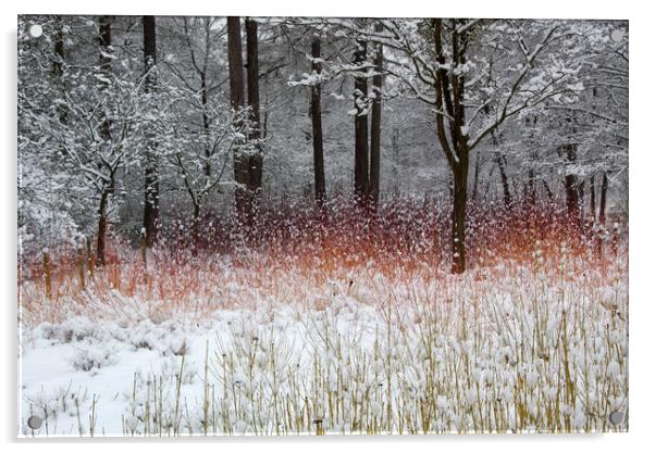 Colour in the Snow Acrylic by Bob Barnes
