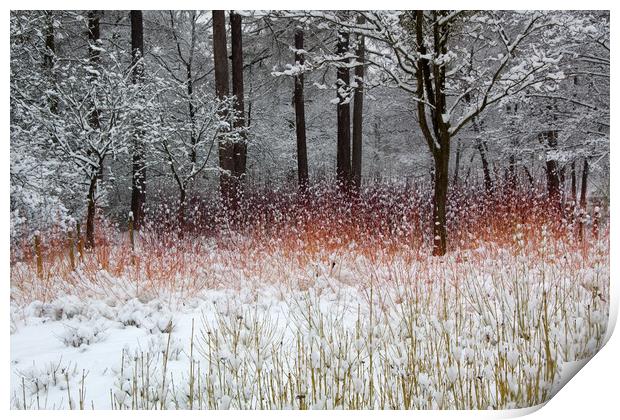 Colour in the Snow Print by Bob Barnes