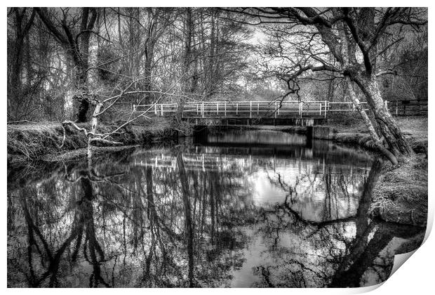 Forest Reflections Print by Malcolm McHugh