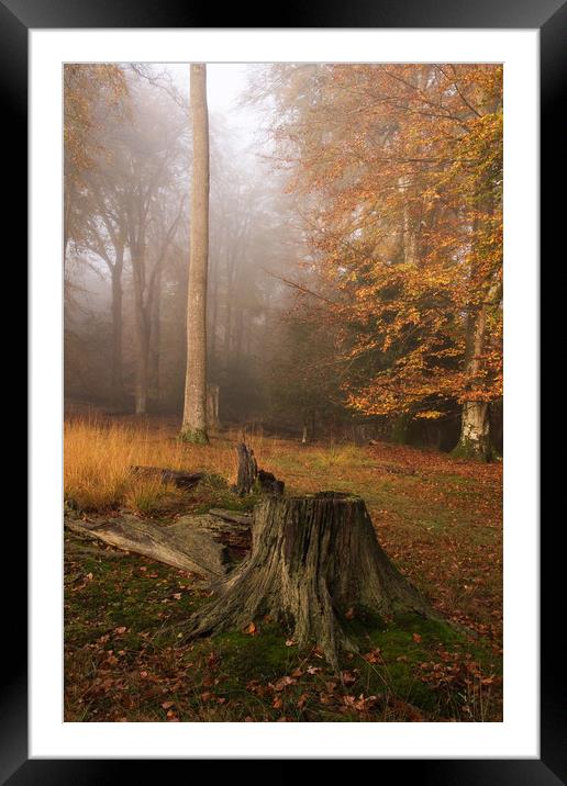 Autumnal Mist Framed Mounted Print by Bob Barnes