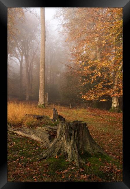 Autumnal Mist Framed Print by Bob Barnes