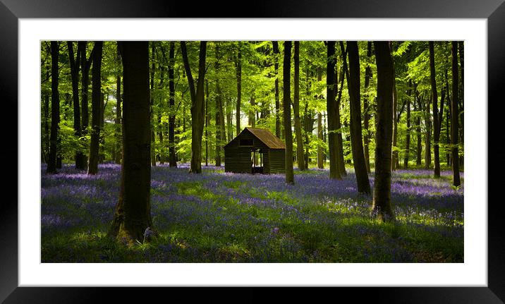 Bluebell Wood in the spring, Hampshire, England Framed Mounted Print by Ashley Chaplin