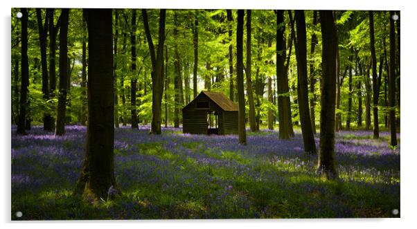 Bluebell Wood in the spring, Hampshire, England Acrylic by Ashley Chaplin