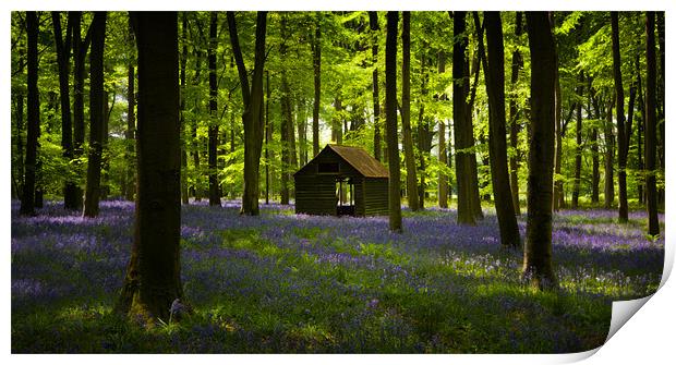 Bluebell Wood in the spring, Hampshire, England Print by Ashley Chaplin