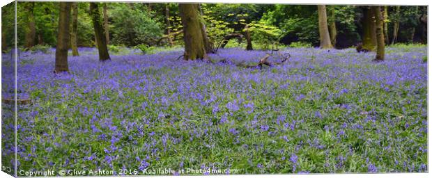 Bluebell Wood Canvas Print by Clive Ashton