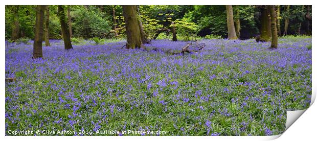 Bluebell Wood Print by Clive Ashton