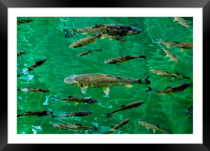 Fish Pool Framed Mounted Print by Colin Metcalf