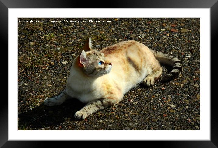Cat on the prowl Framed Mounted Print by Derrick Fox Lomax