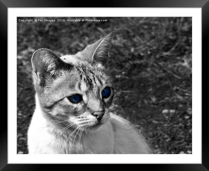 Staring cat Framed Mounted Print by Derrick Fox Lomax