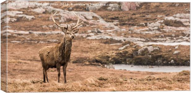 Inquisitive Stag Canvas Print by Michael Houghton