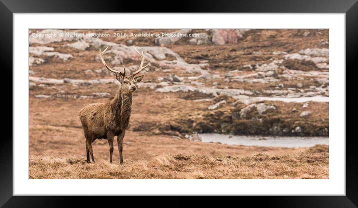 Inquisitive Stag Framed Mounted Print by Michael Houghton