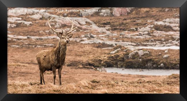 Inquisitive Stag Framed Print by Michael Houghton